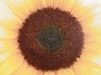 Hofnungstrgerin Sonnenblume